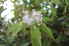 Ageratina intibucensis