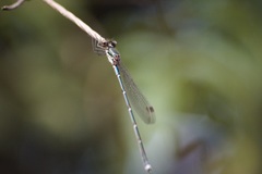 Austrolestes colensonis