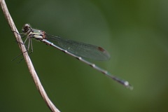 Austrolestes colensonis