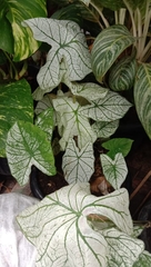 Araceae