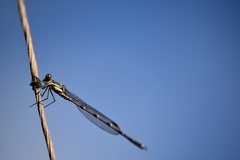 Austrolestes colensonis