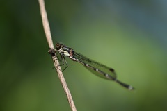 Austrolestes colensonis