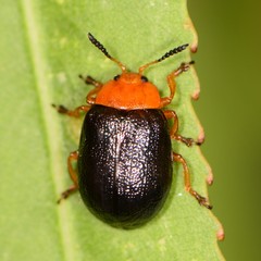 Plagiodera arizonae