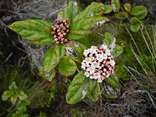 Azorean Laurustinus