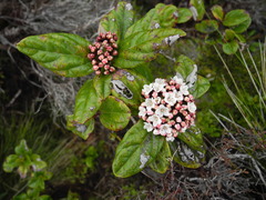 Viburnum treleasei