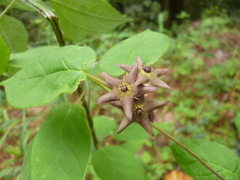 Matelea porphyrantha
