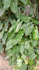 Araceae