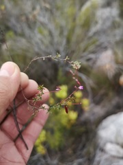 Indigofera angustifolia