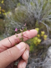 Indigofera angustifolia