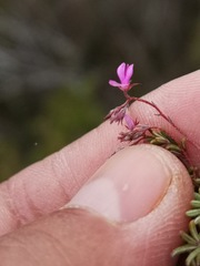 Indigofera angustifolia