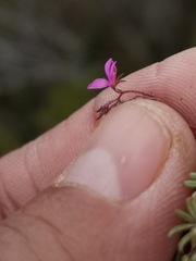 Indigofera angustifolia