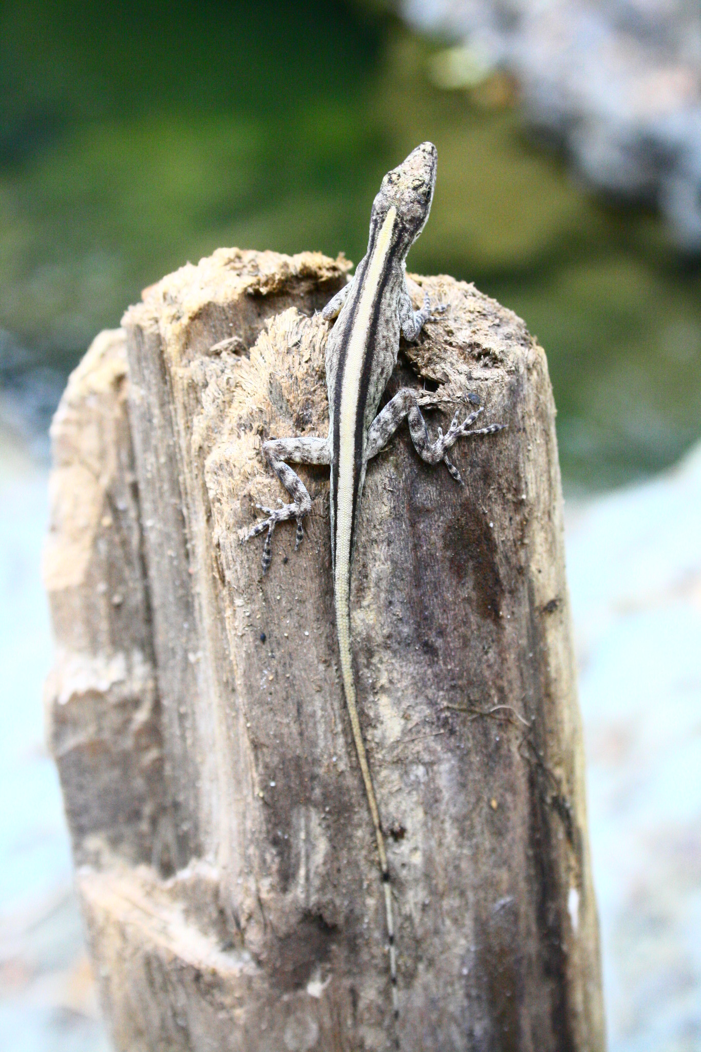 Anolis festae image