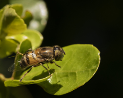 Eristalinus taeniops