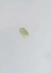 Chlamydomonadales