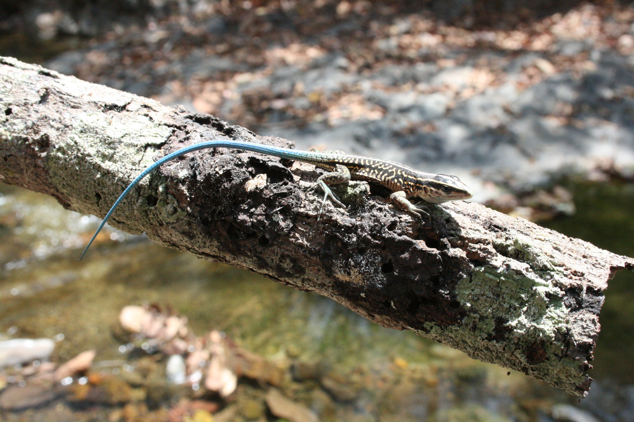 Holcosus image