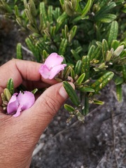 Podalyria oleifolia