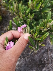Podalyria oleifolia