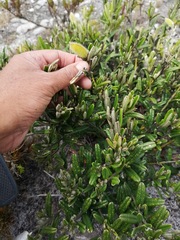 Podalyria oleifolia