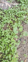 Malva parviflora