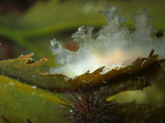 Dendronotus lacteus