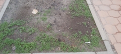 Malva parviflora
