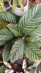 Goeppertia sanderiana