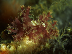 Dendronotus lacteus