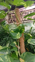 Epipremnum aureum