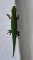 Phelsuma sundbergi longinsulae