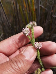 Erica barbigeroides