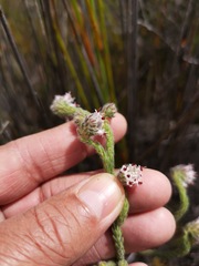 Erica barbigeroides