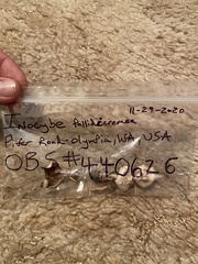 Inocybe pallidicremea