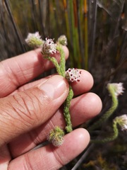 Erica barbigeroides