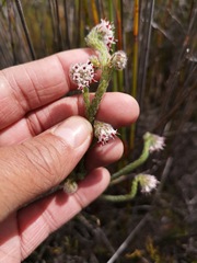 Erica barbigeroides
