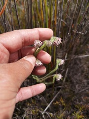 Erica barbigeroides