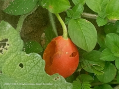 Trichosanthes scabra