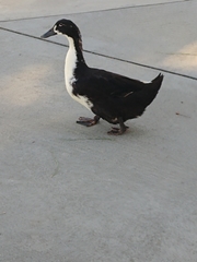 Anas platyrhynchos domesticus