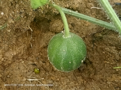 Trichosanthes scabra