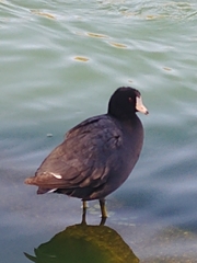 Fulica americana