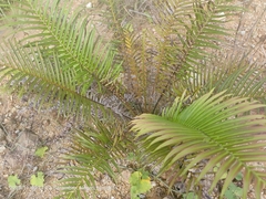 Polypodiopsida