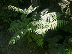 Pteris tripartita