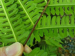 Pteris tripartita