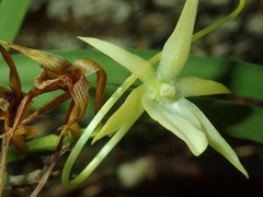Angraecum