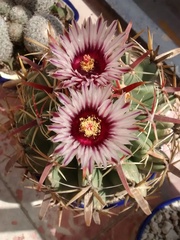 Ferocactus recurvus spiralis