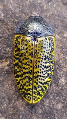 Stigmodera macularia