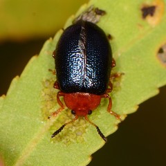 Plagiodera arizonae