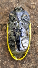 Stigmodera macularia