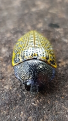 Stigmodera macularia