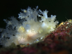 Dendronotus lacteus