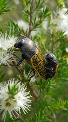 Stigmodera macularia